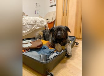 Wuscheliger Grey sucht seine Familie