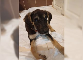 Kian, liebevoller junger Rüde