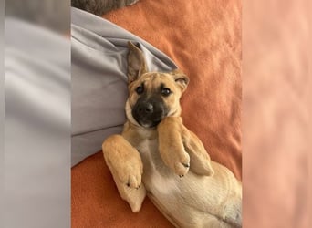 Luna, ein Goldschatz für Liebhaber von Herdenschutzhunden