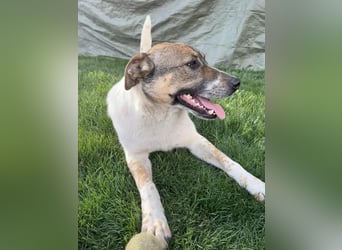 Hübsche Olive sucht ihr eigenes Körbchen