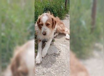 Pixie, schüchterner, liebevoller Rüde