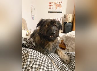 Wuscheliger Grey sucht seine Familie