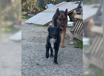 Kira, lustige, freundliche, junge Hündin