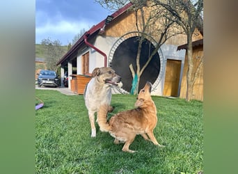 Hübsche Olive sucht ihr eigenes Körbchen