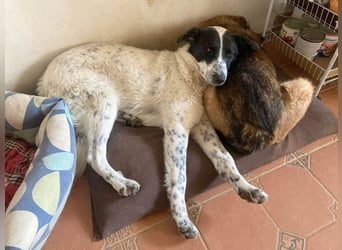 Große Monnie sucht Ihr passendes Körbchen