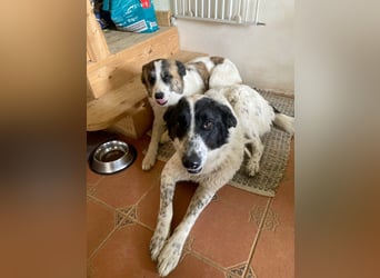 Große Monnie sucht Ihr passendes Körbchen