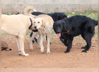 Teddy, ein perfekter Familienhund