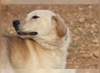 Teddy, ein perfekter Familienhund