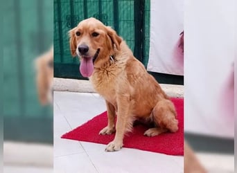 Maya, Golden Retriever Mix mit Charme, toller Familienhund
