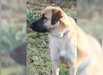 Paula, ausgeglichene, freundliche Hündin