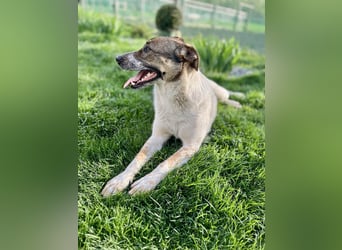 Hübsche Olive sucht ihr eigenes Körbchen