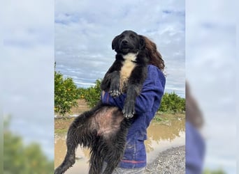 Kira, lustige, freundliche, junge Hündin