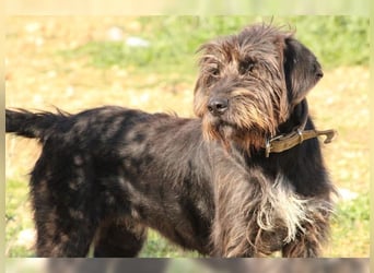 Emma: eine aktive Drahthaar-Dame mit großem Bedürfnis nach Nähe