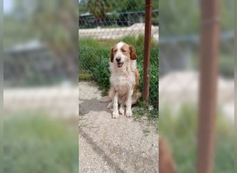 Pixie, schüchterner, liebevoller Rüde