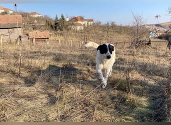Große Monnie sucht Ihr passendes Körbchen