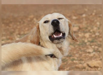 Teddy, ein perfekter Familienhund