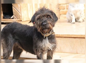 Emma: eine aktive Drahthaar-Dame mit großem Bedürfnis nach Nähe