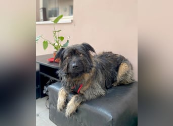 Wuscheliger Grey sucht seine Familie