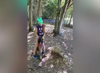 Wuscheliger Grey sucht seine Familie