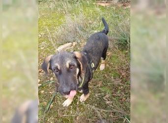 Kian, liebevoller junger Rüde