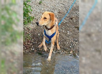 Silas, ein sportlicher junger Wirbelwind, katzenverträglich
