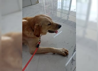 Teddy, ein perfekter Familienhund