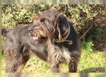 Emma: eine aktive Drahthaar-Dame mit großem Bedürfnis nach Nähe