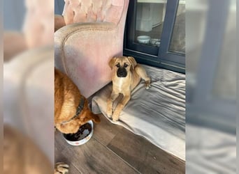 Luna, ein Goldschatz für Liebhaber von Herdenschutzhunden