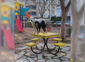 Oliver ist für jeden Schabernack zu haben