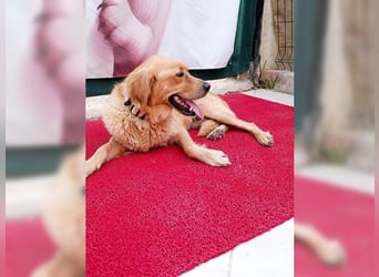 Maya, Golden Retriever Mix mit Charme, toller Familienhund