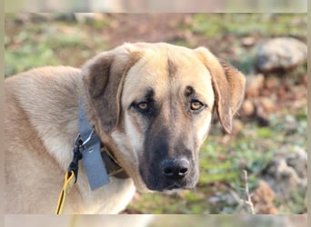 Paula, ausgeglichene, freundliche Hündin