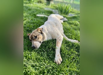 Hübsche Olive sucht ihr eigenes Körbchen