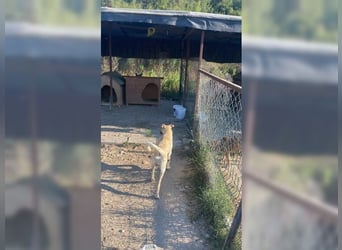 Lucy, soziale, liebevolle Menschenfreundin