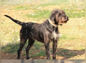 Emma: eine aktive Drahthaar-Dame mit großem Bedürfnis nach Nähe