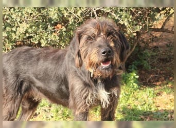 Emma: eine aktive Drahthaar-Dame mit großem Bedürfnis nach Nähe