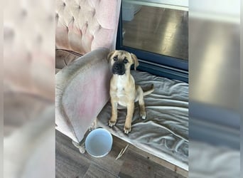 Luna, ein Goldschatz für Liebhaber von Herdenschutzhunden