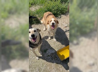 Pixie, schüchterner, liebevoller Rüde