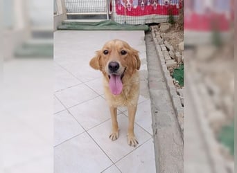 Maya, Golden Retriever Mix mit Charme, toller Familienhund