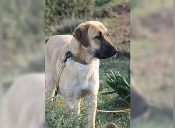 Paula, ausgeglichene, freundliche Hündin