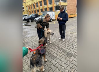 Wuscheliger Grey sucht seine Familie