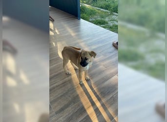 Luna, junge, aufgeweckte Hündin