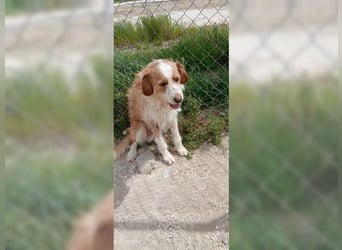 Pixie, schüchterner, liebevoller Rüde