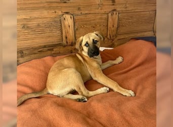 Luna, ein Goldschatz für Liebhaber von Herdenschutzhunden