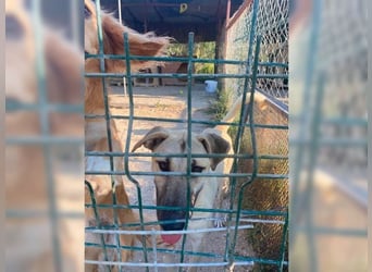 Lucy, soziale, liebevolle Menschenfreundin