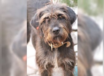 Emma: eine aktive Drahthaar-Dame mit großem Bedürfnis nach Nähe