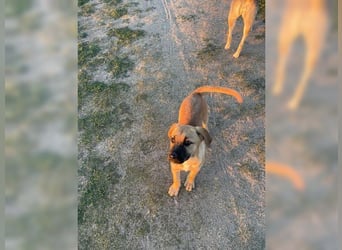 Luna, junge, aufgeweckte Hündin