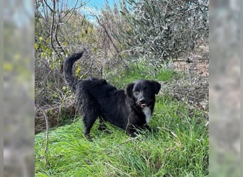 Kira, lustige, freundliche, junge Hündin