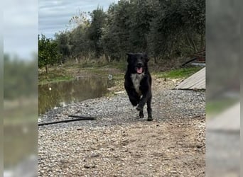 Kira, lustige, freundliche, junge Hündin