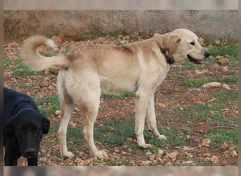 Teddy, ein perfekter Familienhund