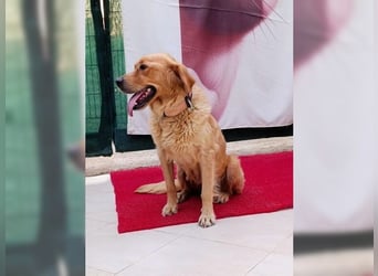 Maya, Golden Retriever Mix mit Charme, toller Familienhund